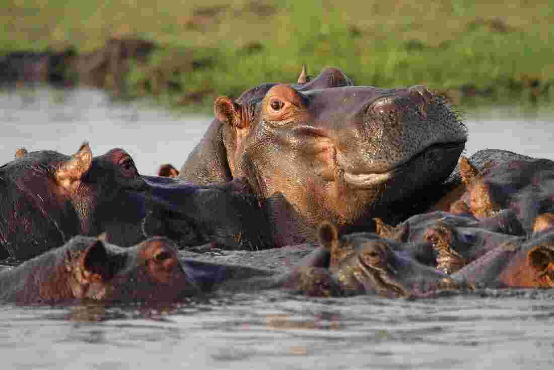 A bloat of hippos swimming in Chobe River, Botswana