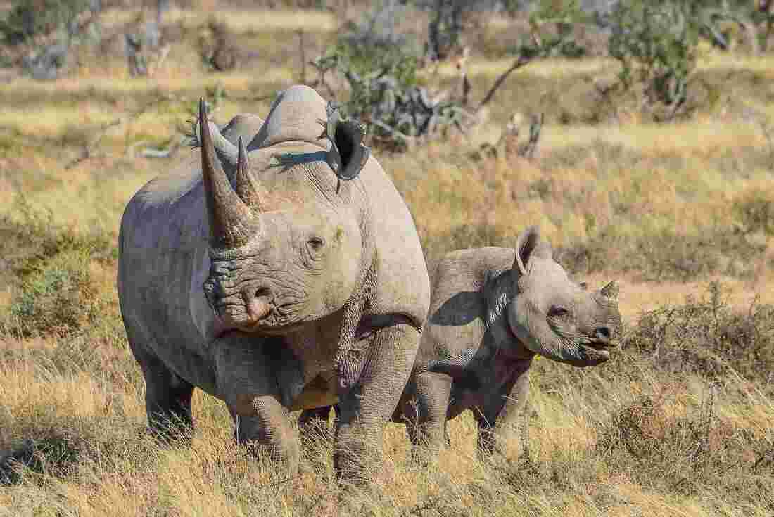 An Rhino adult and calf in the Khama Rhino Sanctuary, Botswana