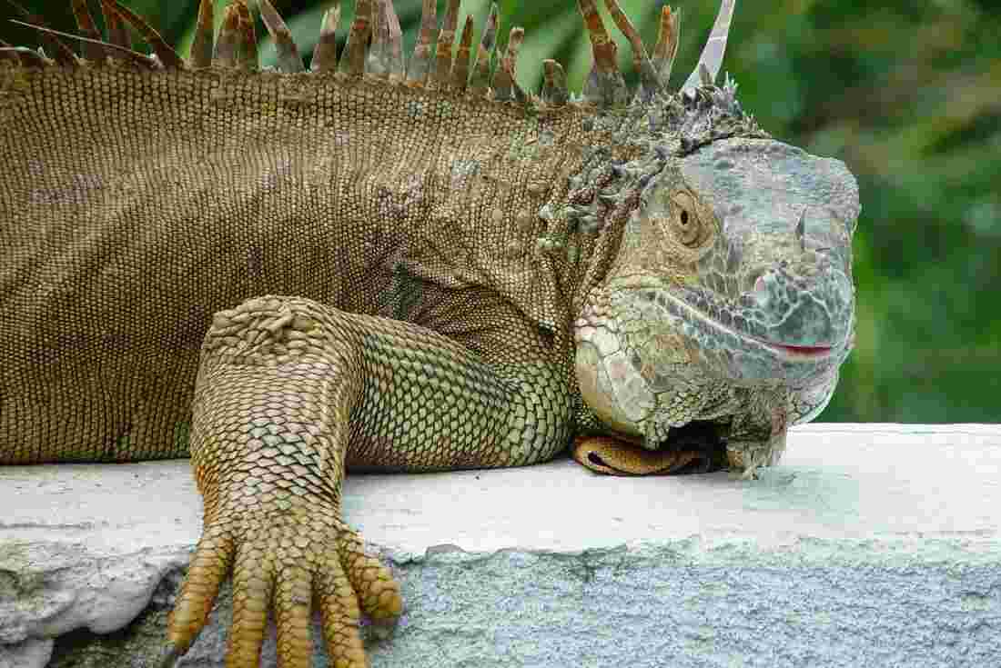 The scaly face of an Iguana looking at the camera as it lies on a tree
