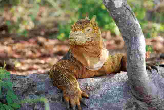 A land iguana in the Galapagos 