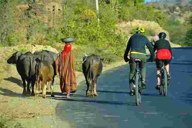 Cyclists riding past a local woman and cows in India