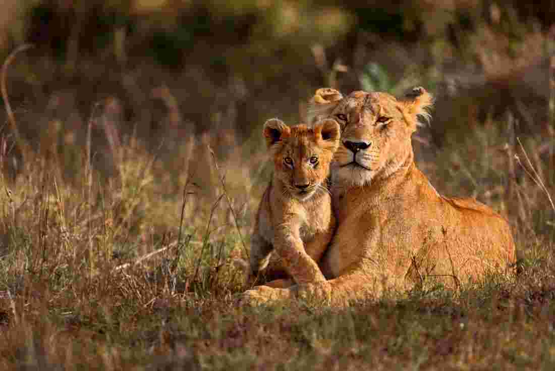 african safari packages with airfare