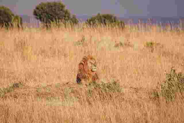 A lion basking in the sun surrounded by wild grass in the Masai Mara region 