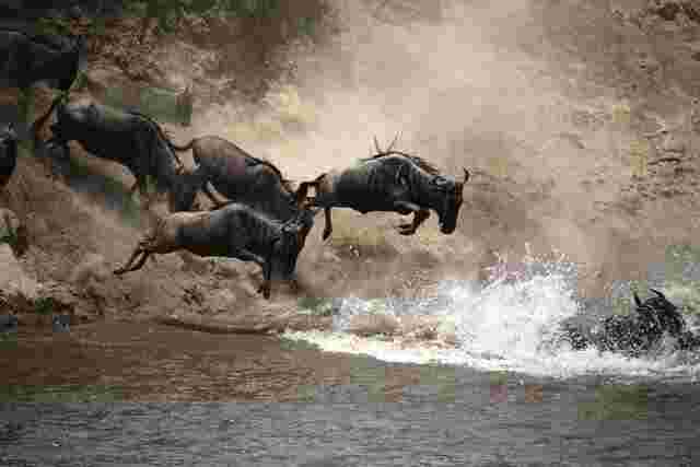 A group of wildebeest jumping across a river in Kenya 