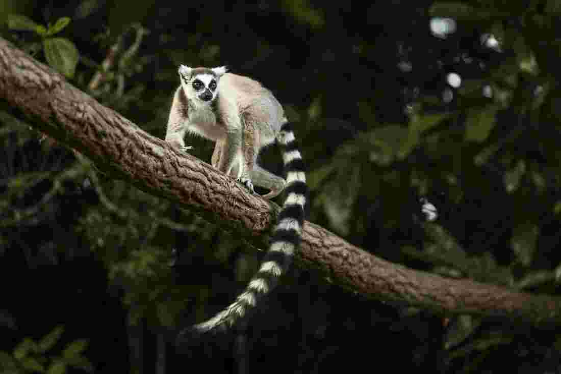 Lemur walking along a tree branch 