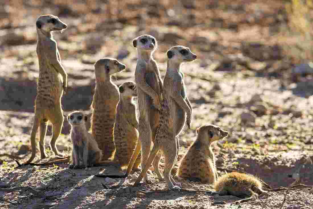 A mob of meerkats seen on safari in Africa