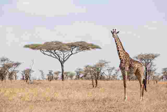 A giraffe standing in the grassy plains of the Serengeti in Tanzania 