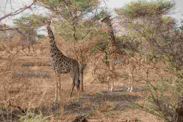 Two giraffes standing in trees in Serengeti National Park, Tanzania 