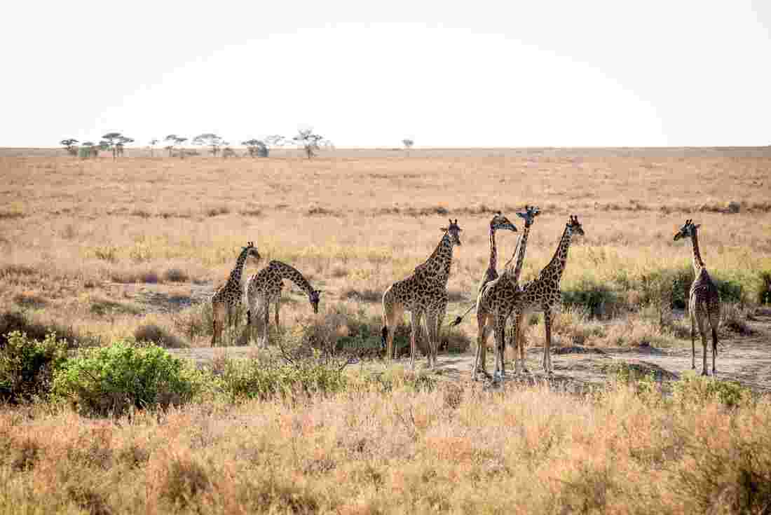 giraffes on the Serengeti in Tanzania