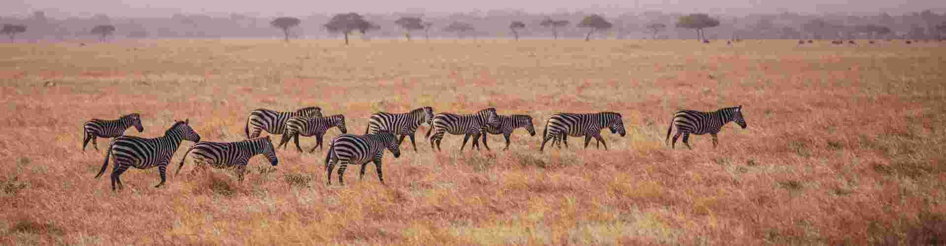 A herd of zebra walking along the grassy plains of the Serengeti in Tanzania 
