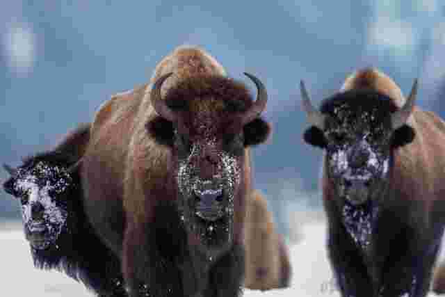 A group of powerful bison staring into the camera with a snowy landscape in the background 