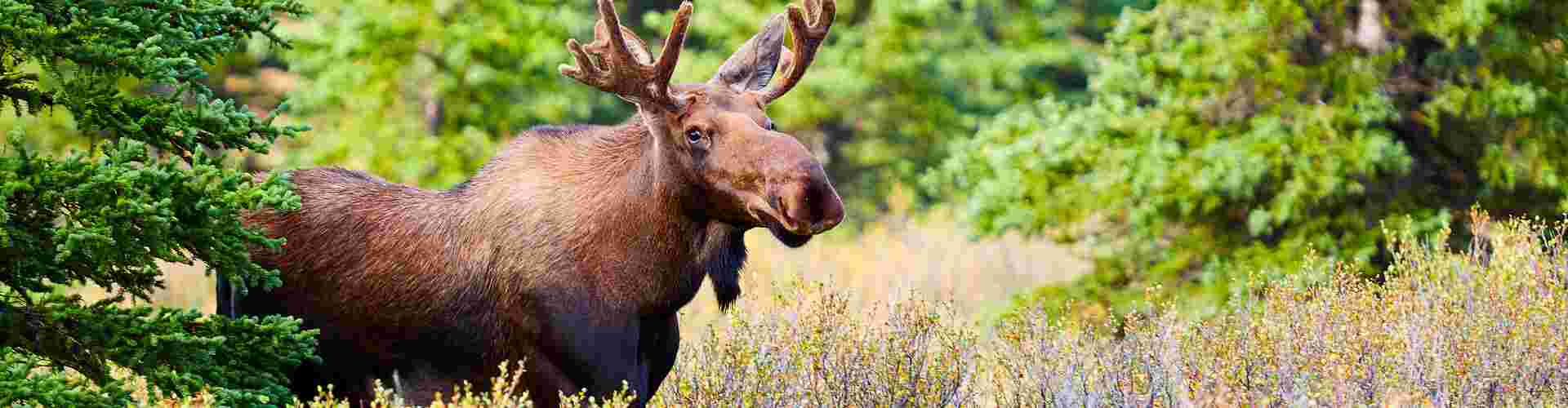 A moose in the wild in Denali National Park