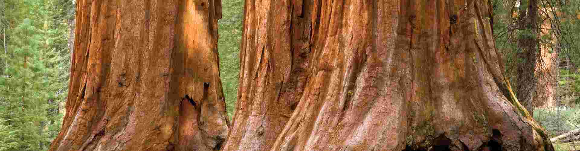 Giant Sequoia trees in Yosemite National Park