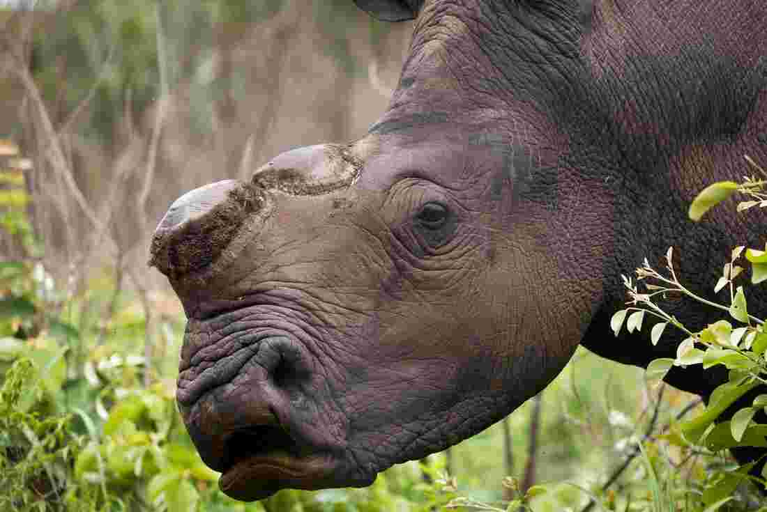 Close up of a black rhino without its horn in the wild 