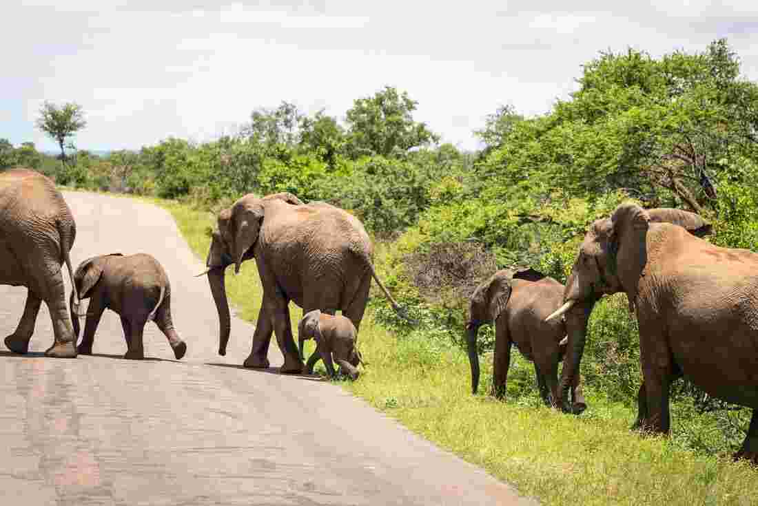 Elephants in Kruger National Park