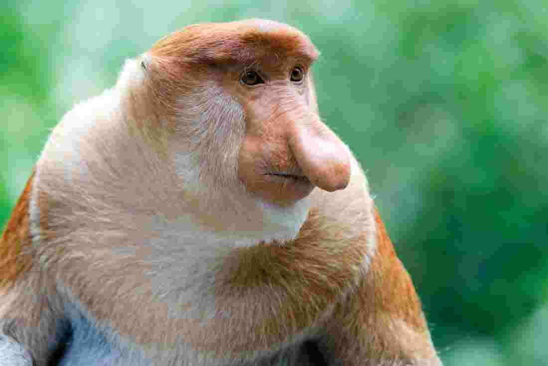 Proboscis monkey in Kinabatangan