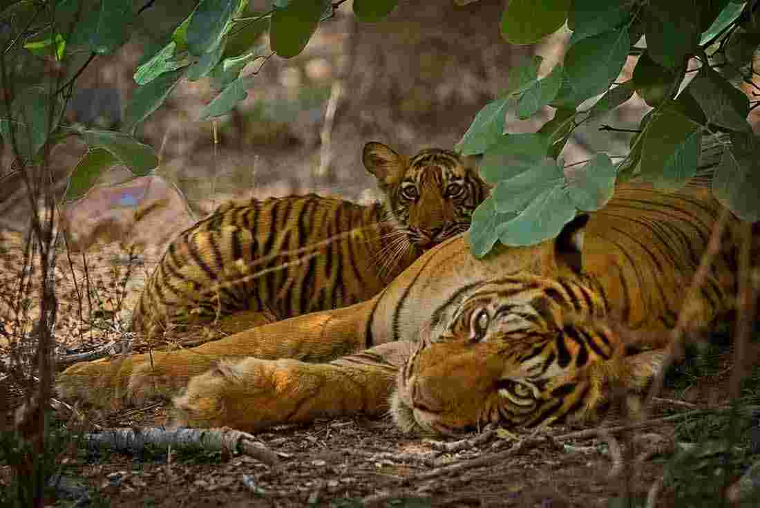 Mother and tiger cub rest in Ranthambore National Park, Rajasthan
