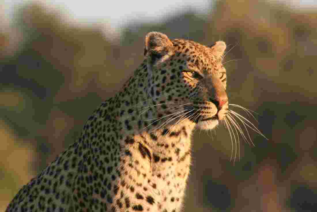 Leopard rests in the Okavango, Africa