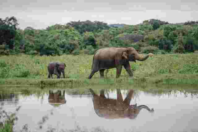 An Asian elephant mother and her calf