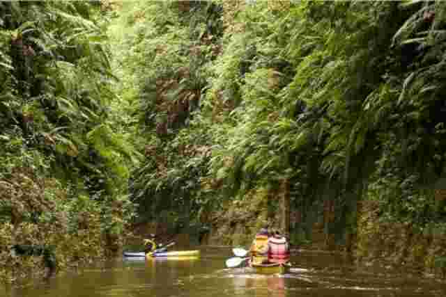 A group of people canoeing down the calm Whanganui River