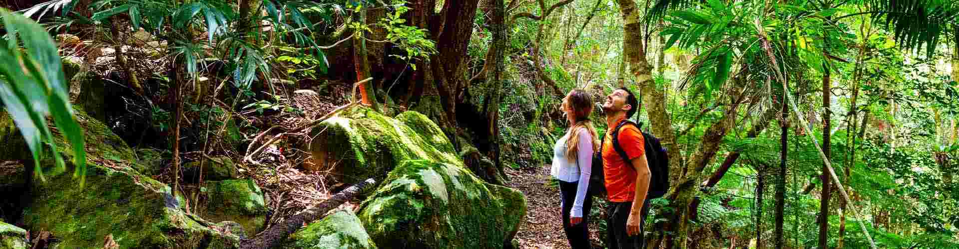 Travellers exploring the lush foliage of Lamington National Park 