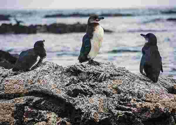 Penguins play on rocks on Isla Isabela in the Galapagos Islands