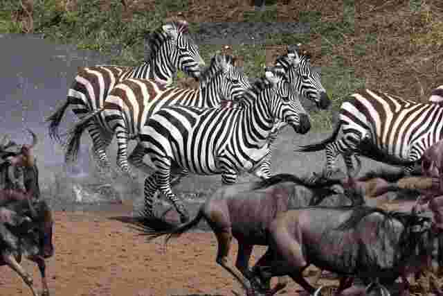 Zebra and wildebeest kick up dust as they thunder across the plains