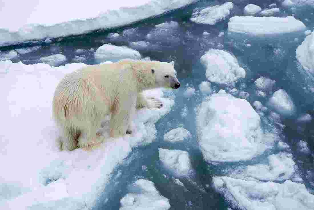 What types of animals live in the Arctic? | Intrepid Travel