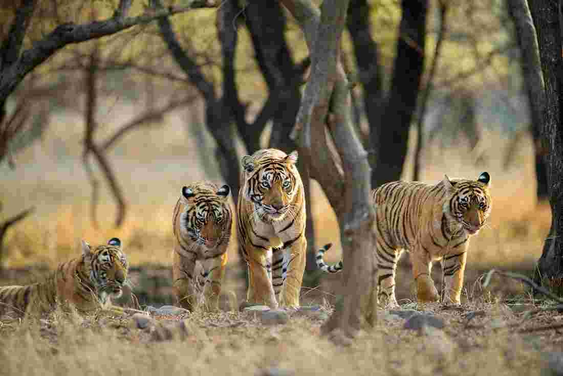A family of tigers in Ranthambore national park in India