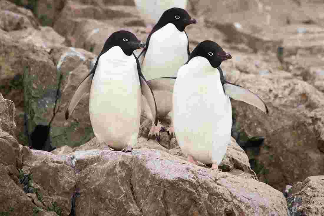 What Animals Live in Antarctica? | Intrepid Travel