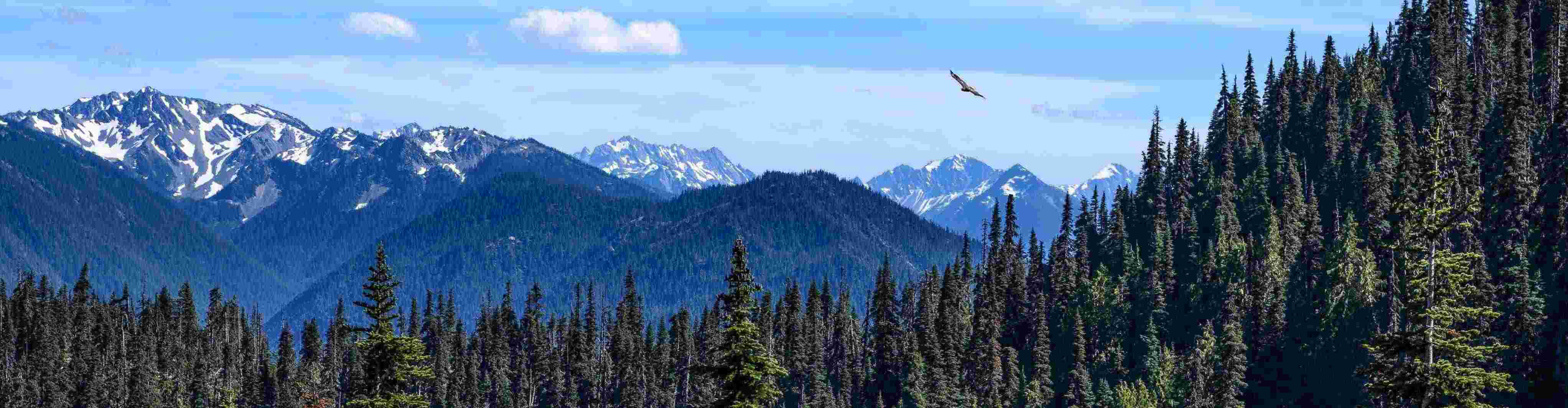 A bird soaring over the pine trees of Olympic National Park with snow-capped peaks in the background