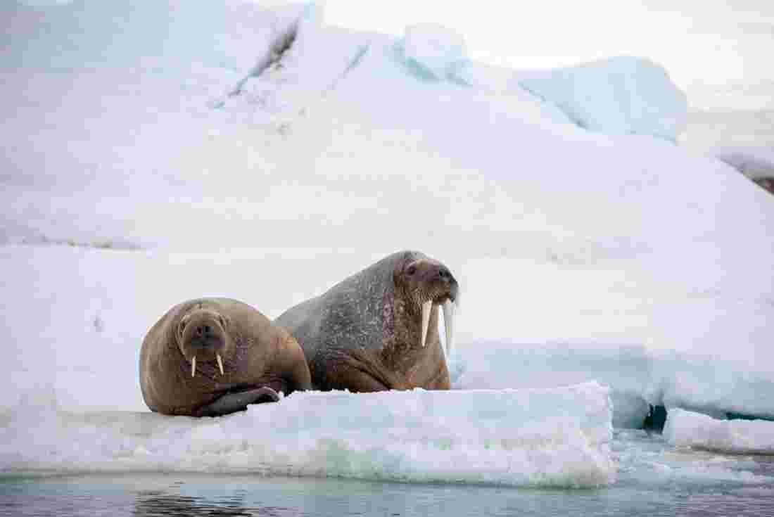 arctic ocean animals and plants