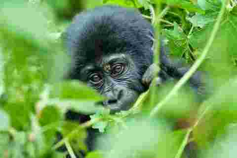 A baby gorilla peeking through lush rainforest foliage 