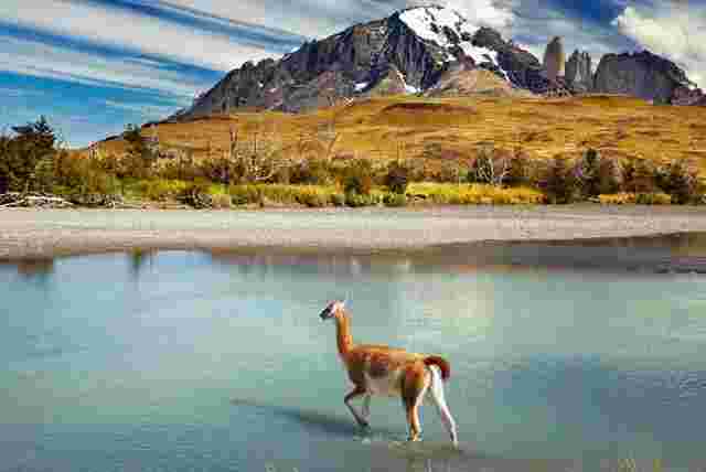 Lone guanaco walking through a lake in the Argentinian wilderness on a sunny day.