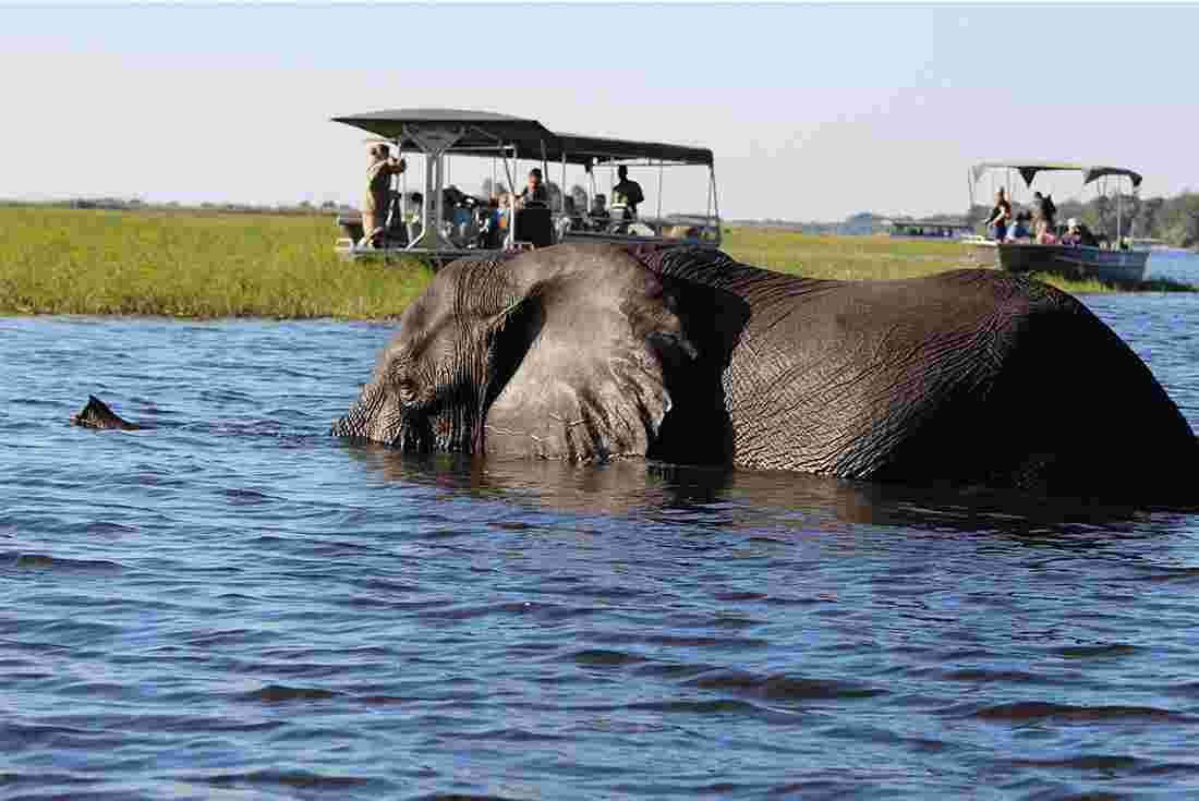 See some of the amazing range of wildlife in Chobe National Park, Botswana