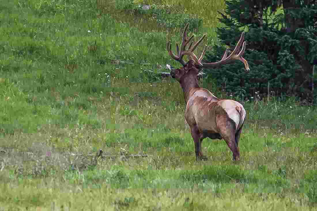 Buck in Yellowstone NP, Wyoming, USA