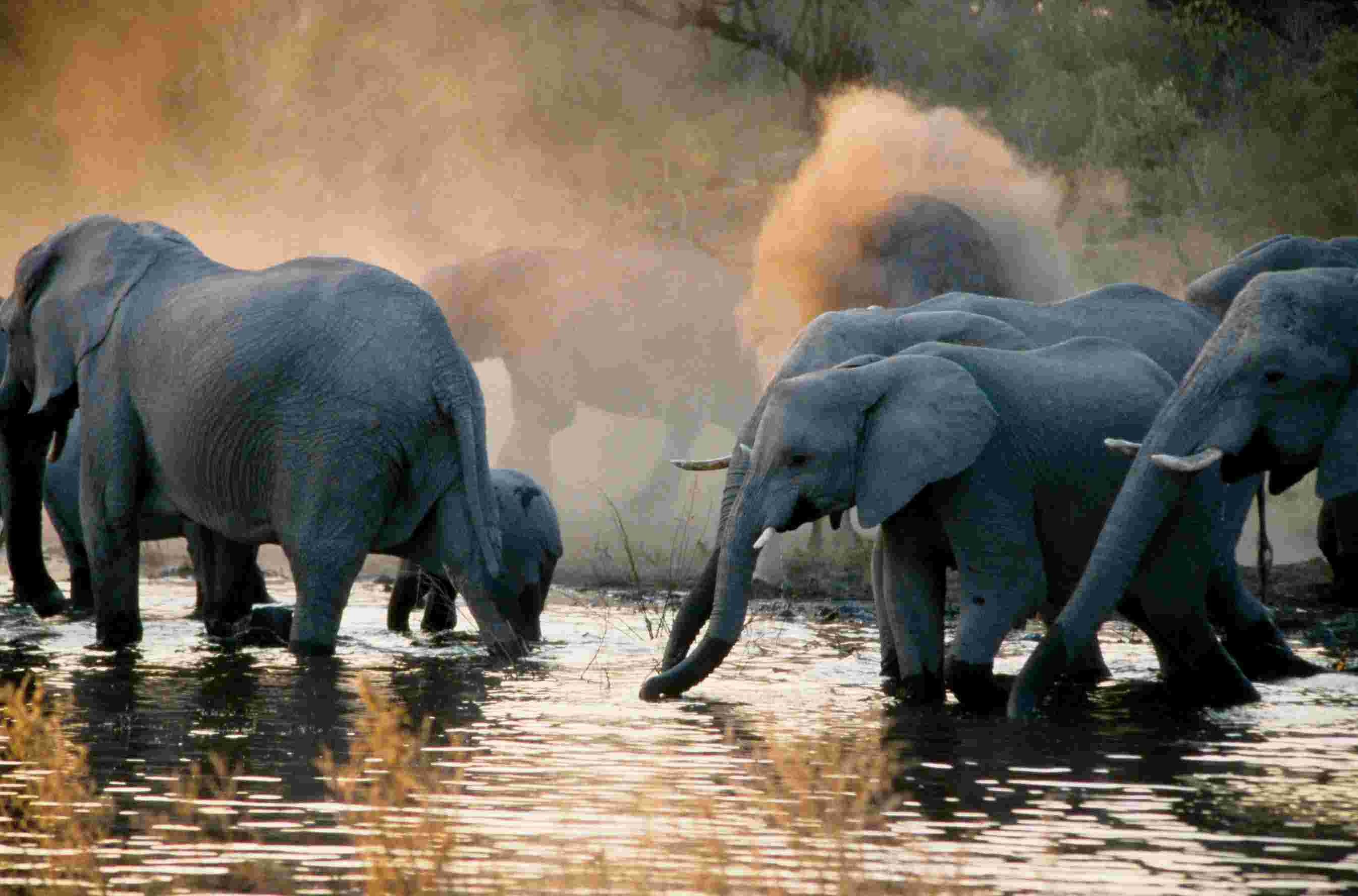 Chobe National Park's river with elephants