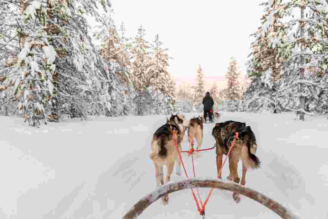 Travellers enjoy husky ride in the thick of winter in Finland