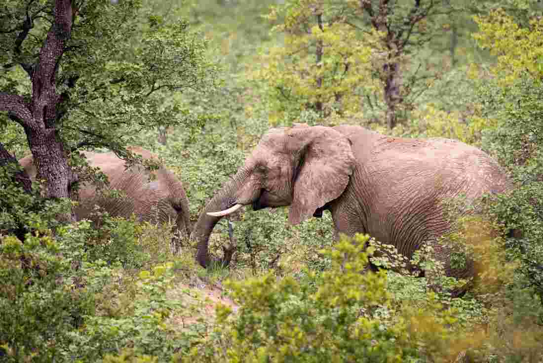 Pair of elephants graze in Kruger National Park