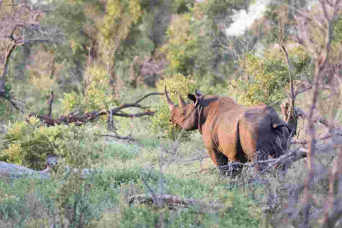 Southern Rhino, Kruger National Park