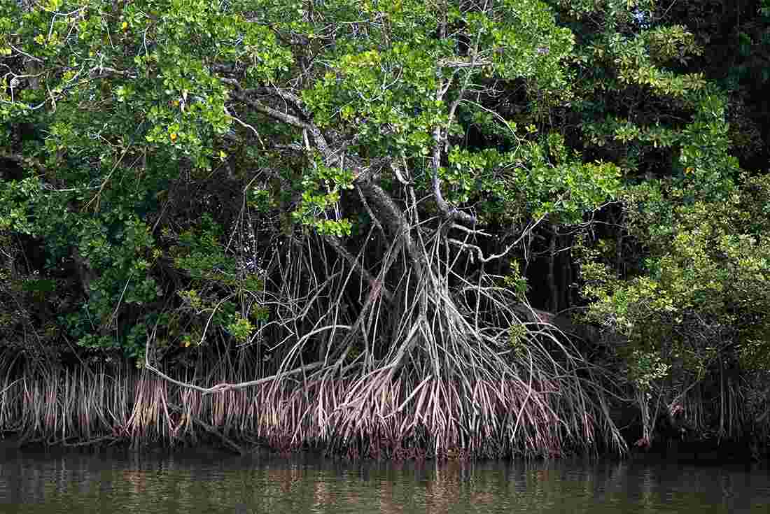 Литоральные мангровые заросли панамы