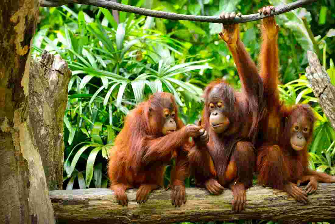 Orangutan family in the Sepilok Orangutan Reserve