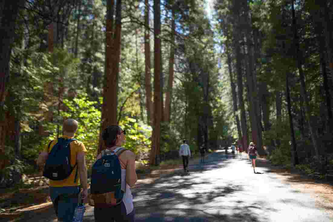 Group of travellers hiking beneath the trees in Yosemite NP