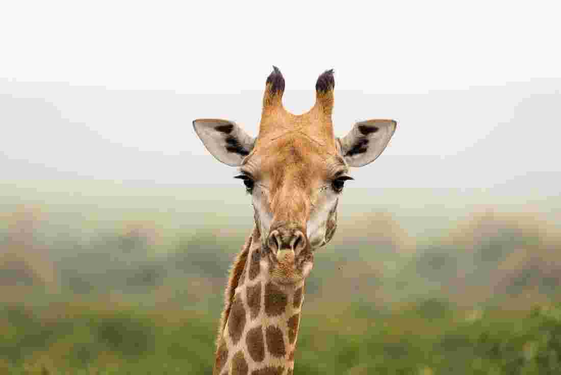 kruger national park giraffe close landscape