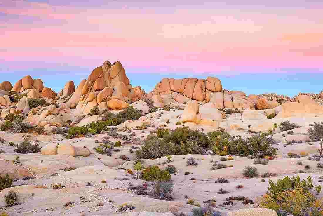 The Mojave Desert during golden hour with pink skies in Joshua Tree NP, California, U.S.A.