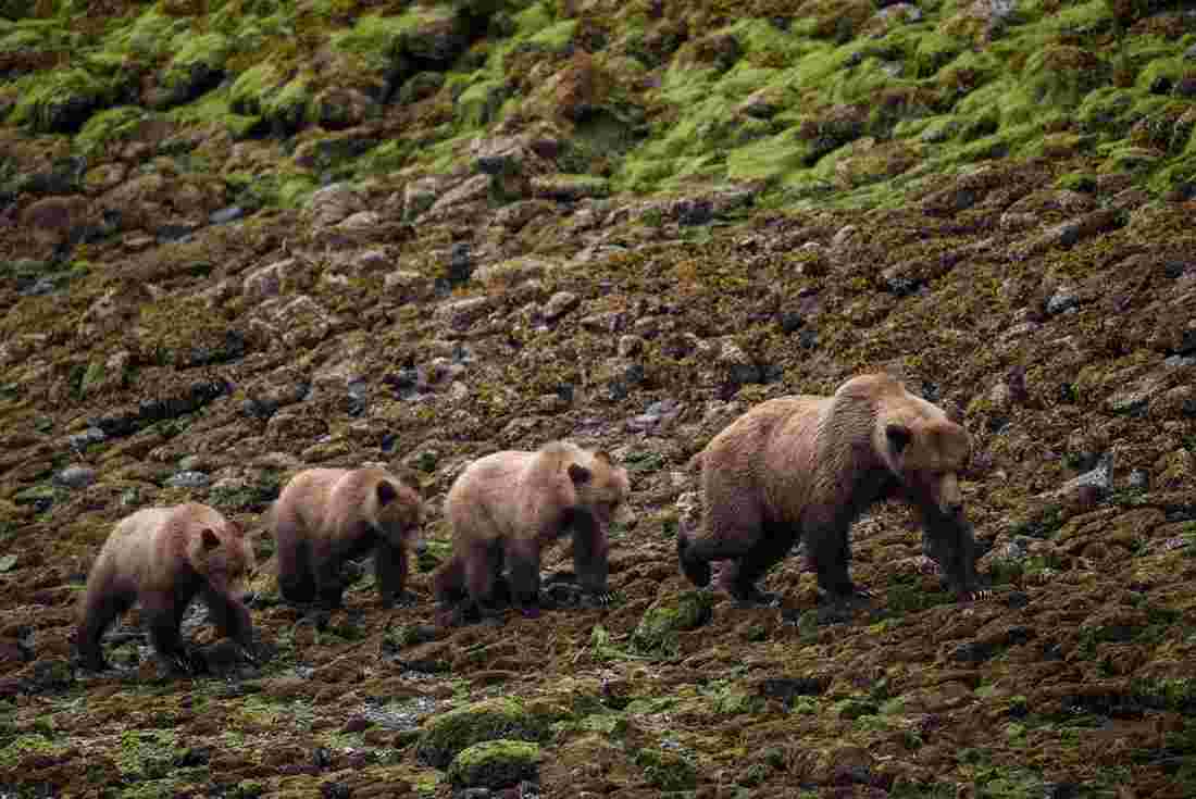 Spot a family of grizzlies at the Khutzeymateen Grizzly Bear Sanctuary