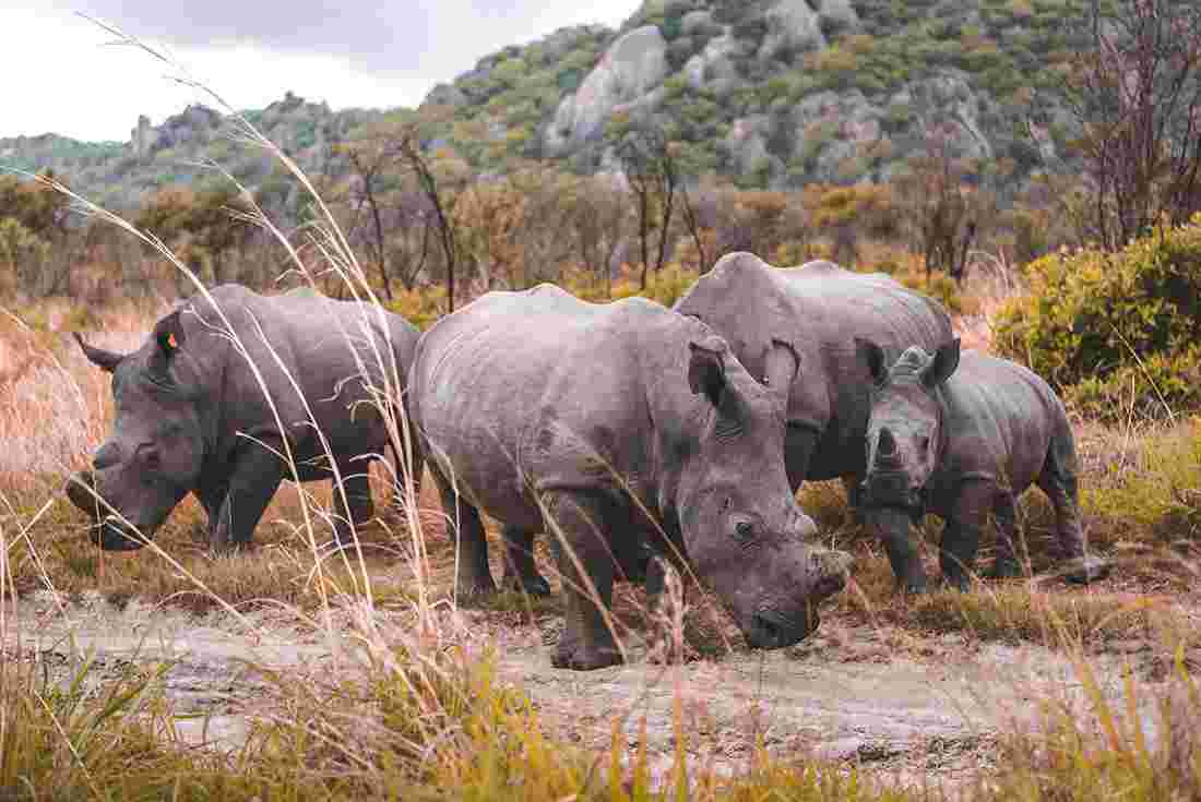 Rhinos in Matopo National Park, Zimbabwe