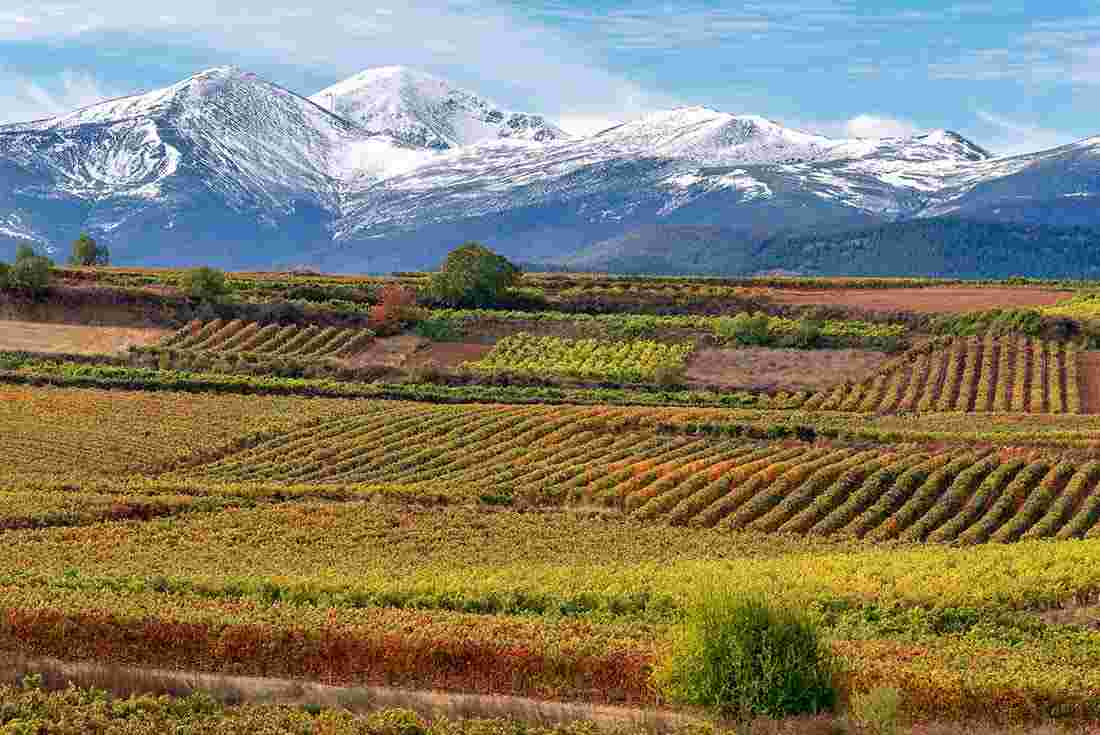 Vineyards with San Lorenzo mountain as background, La Rioja, Spain