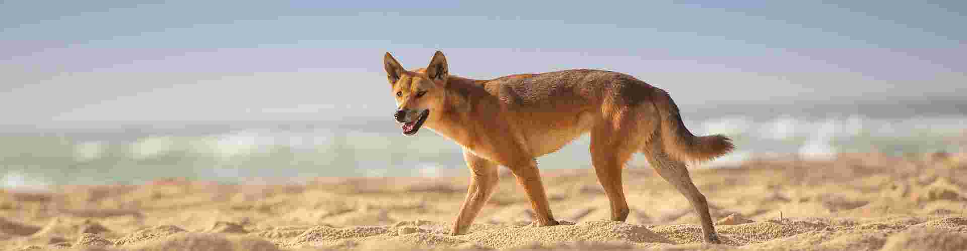 Dingo on the beach on Fraser Island