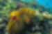Clownfish seen snorkelling on a reef off Panglao Island in the Philippines